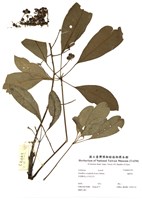 藏品(鵝掌柴)的圖片